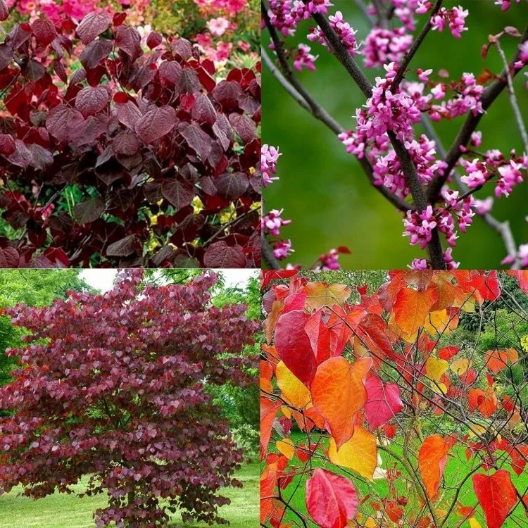 Cercis can Forest Pansy