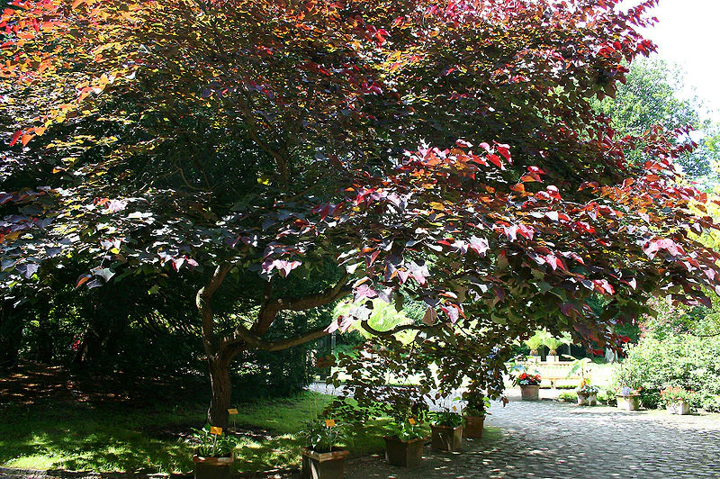Cercis can. Forest Pansy - Image 3