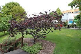 Cercis can. Forest Pansy - Image 4