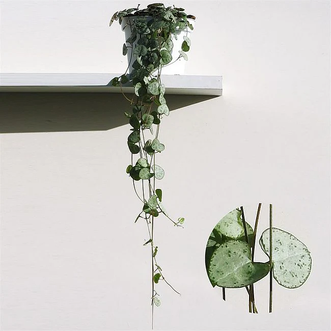 Ceropegia woodii