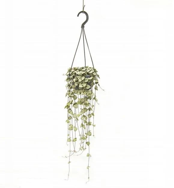 Ceropegia woodii hanging pot