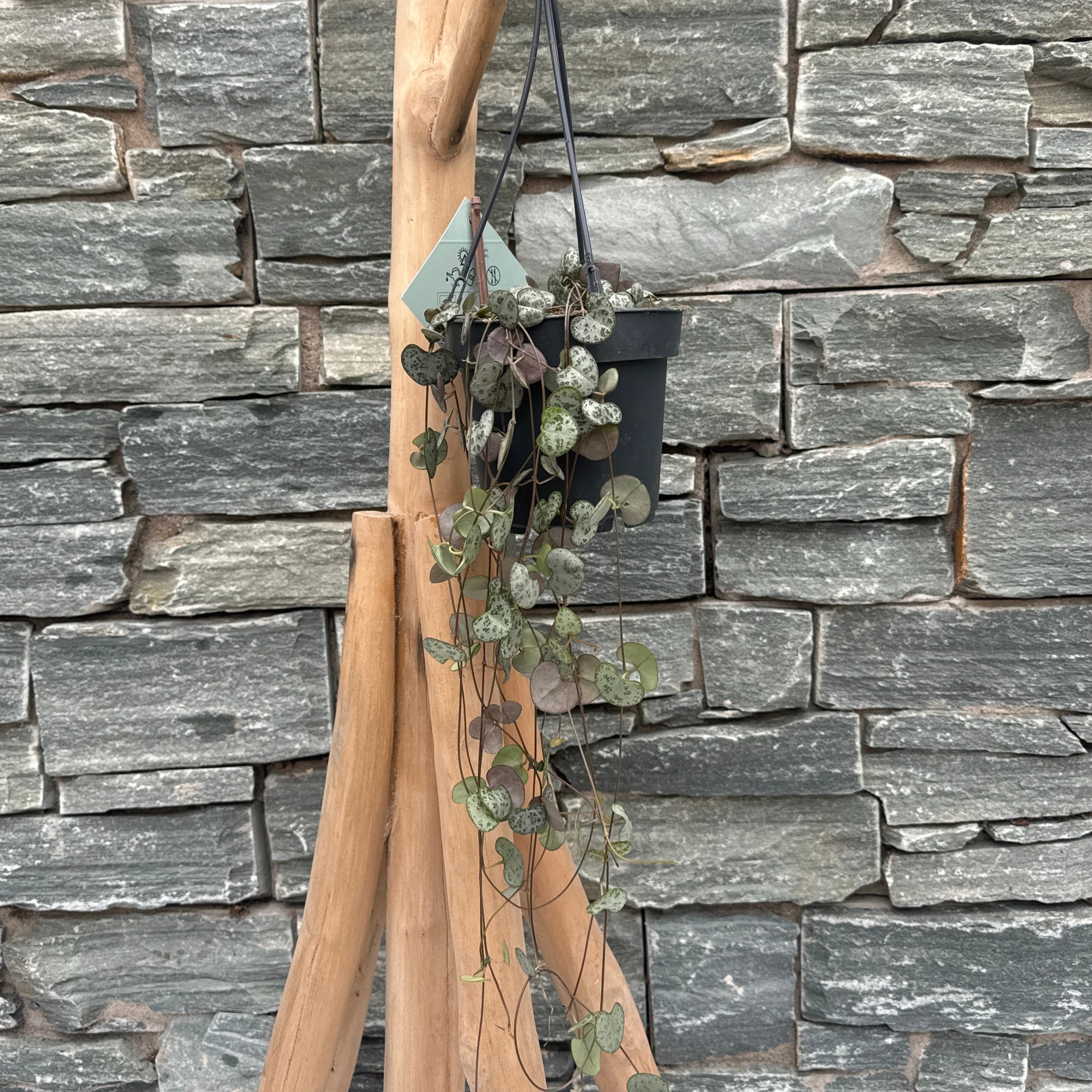 Ceropegia woodii in hanging pot - Image 2