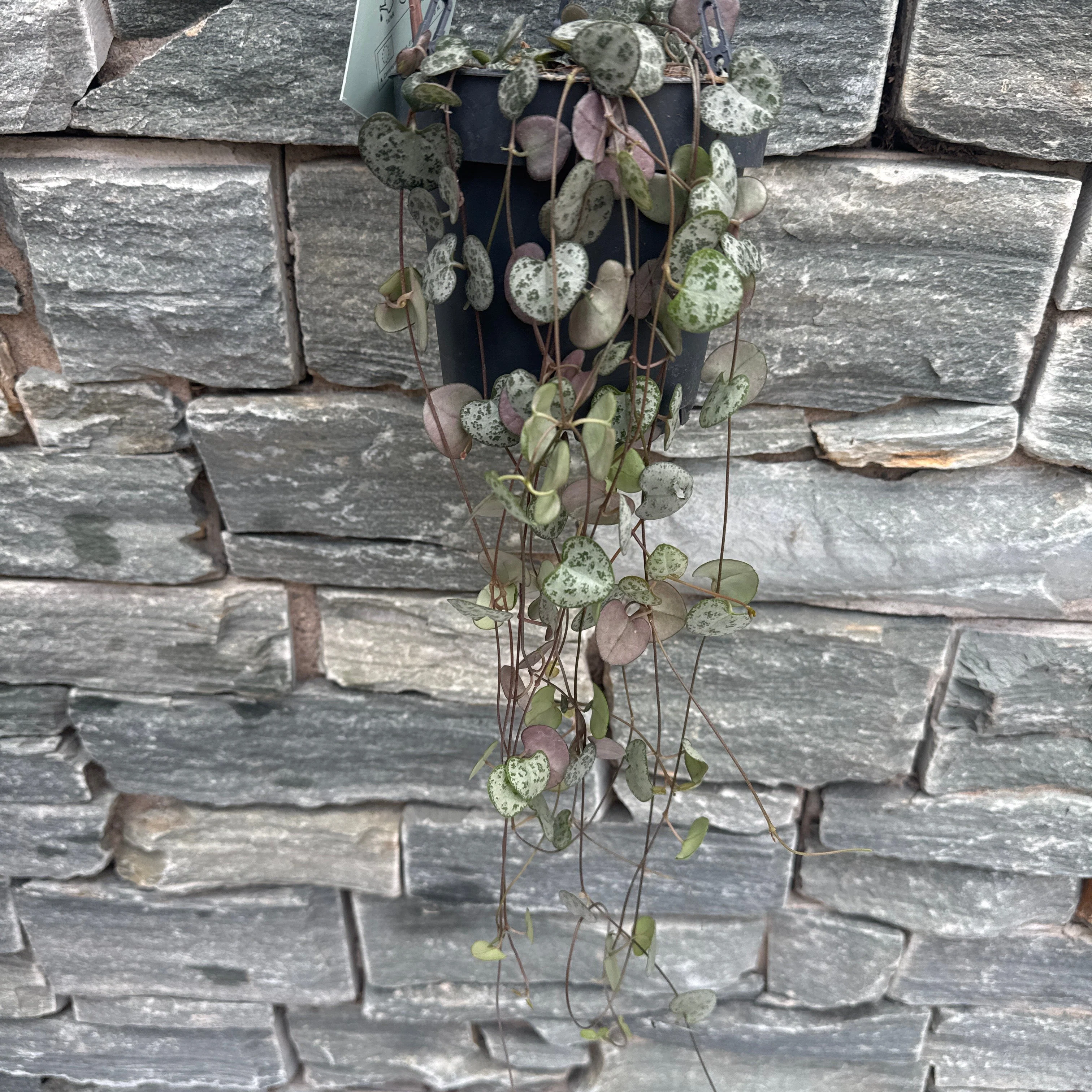 Ceropegia woodii in hanging pot - Image 3