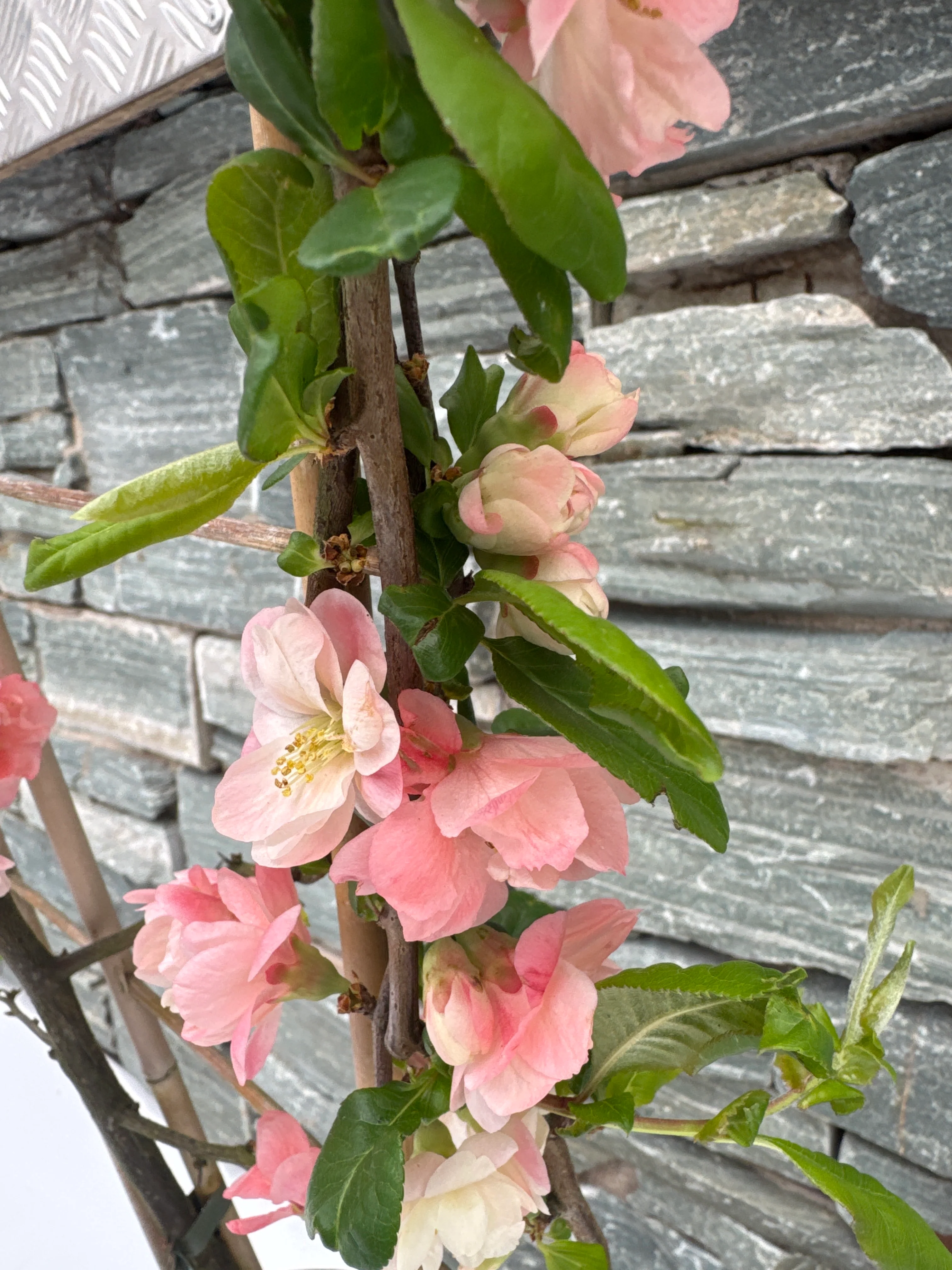 CHAENOMELES SCARLET STORM - Image 3
