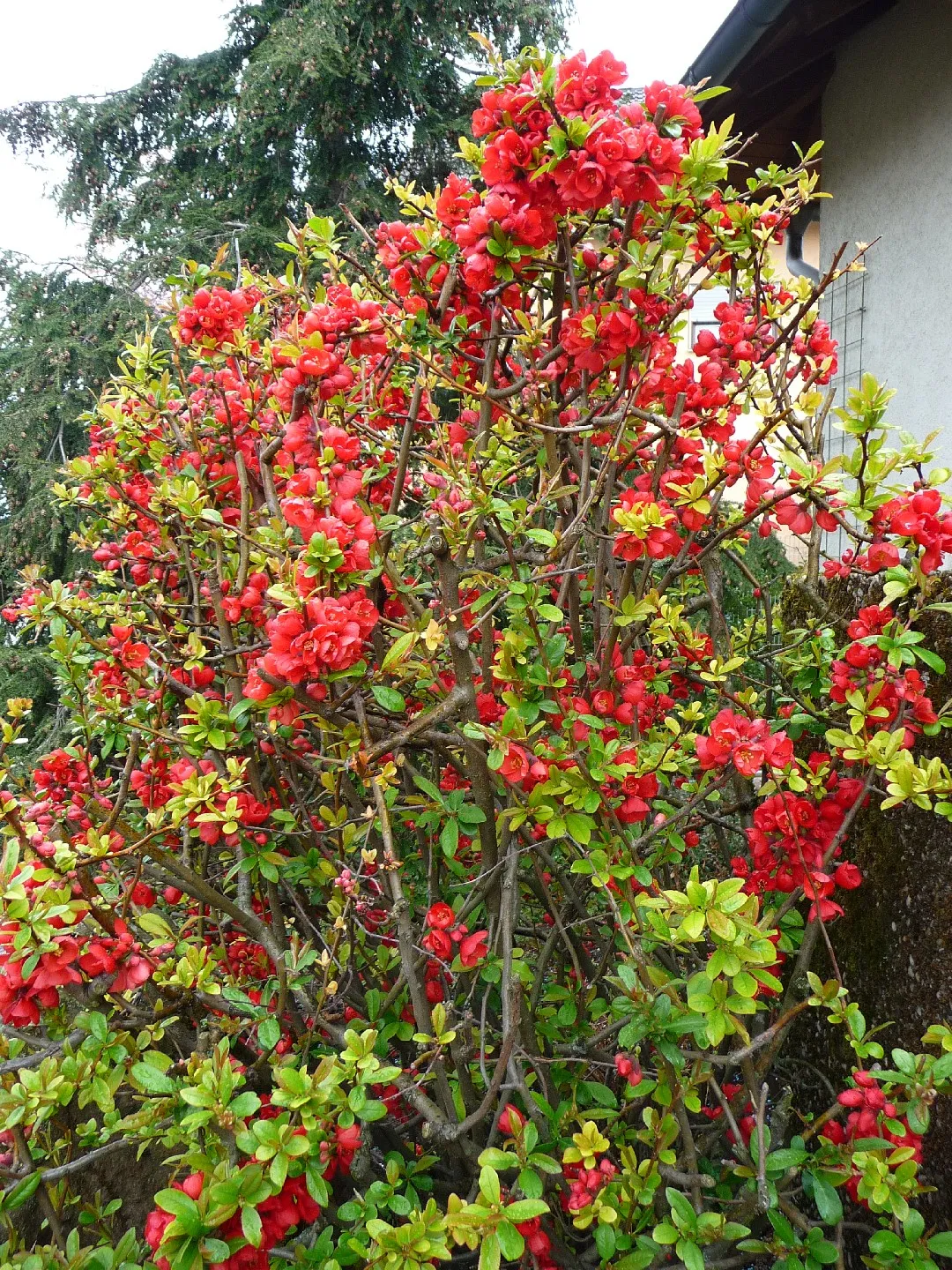 CHAENOMELES PINK STORM - Image 3