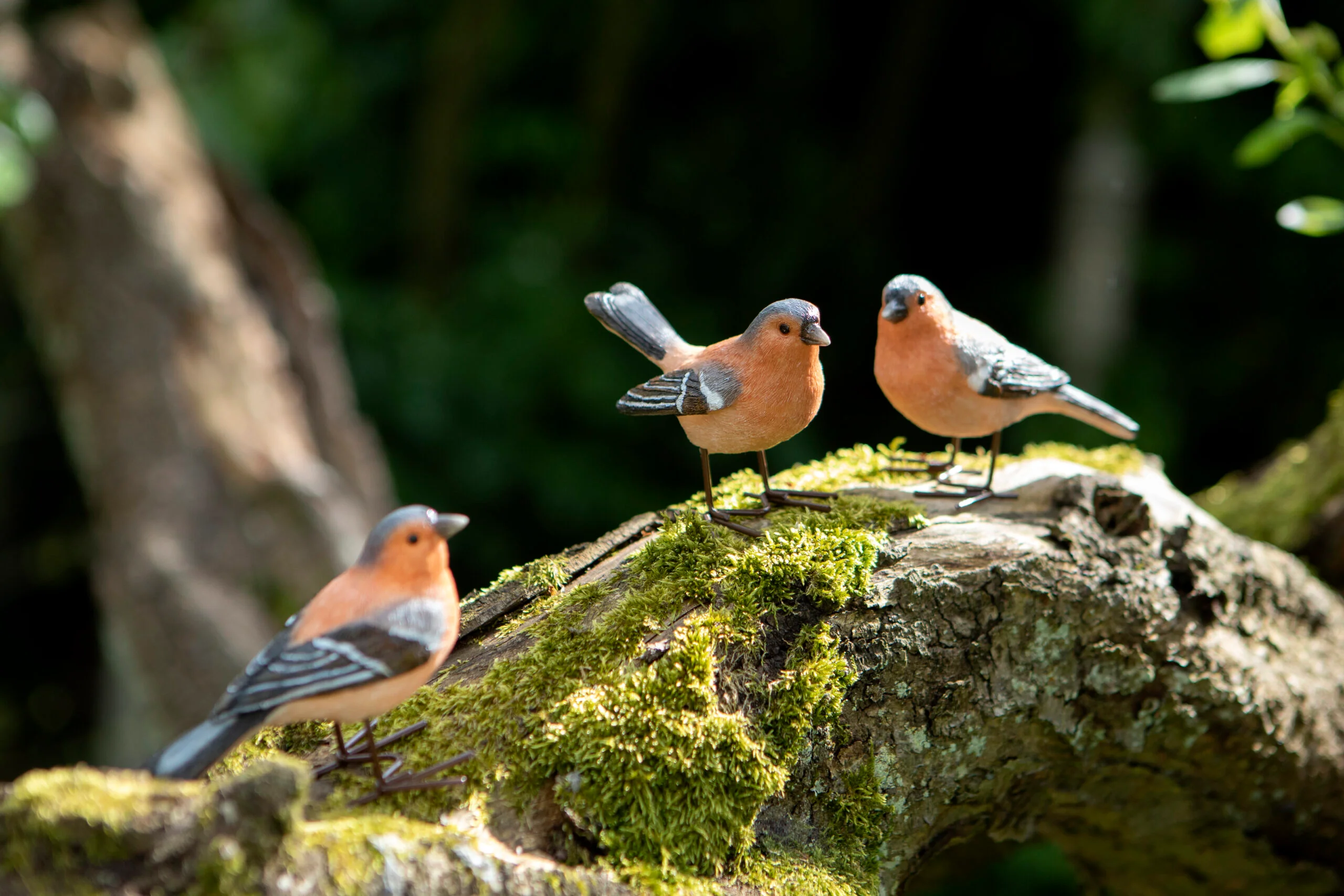 Chaffinch - Image 2
