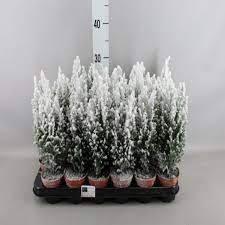 Chamaecyparis laws. Ellwoodii snow