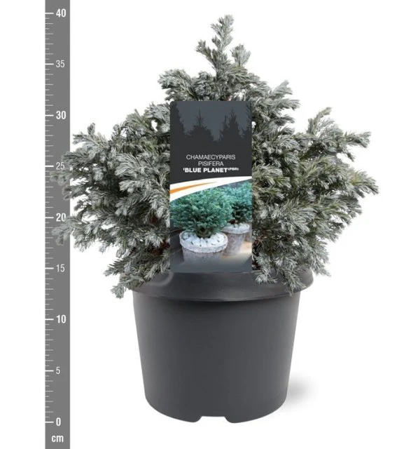 Chamaecyparis p. Blue Planet   3 Ltr pot - Image 3