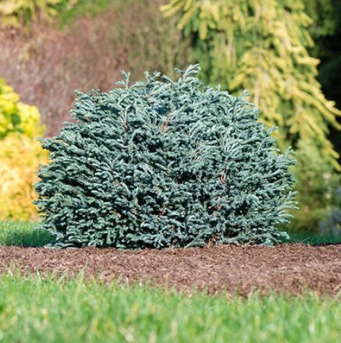Chamaecyparis pisifera Blue Moon