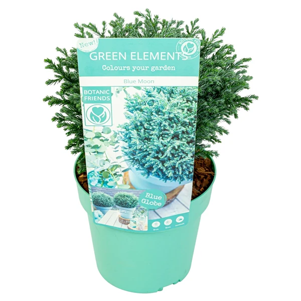 Chamaecyparis pisifera Blue Moon - Image 2