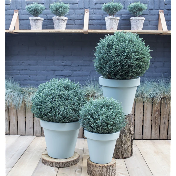 Chamaecyparis pisifera Blue Moon - Image 3