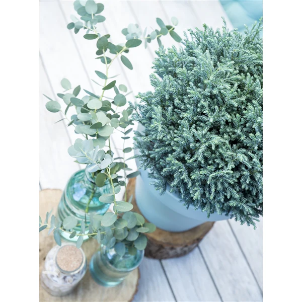 Chamaecyparis pisifera Blue Moon - Image 4