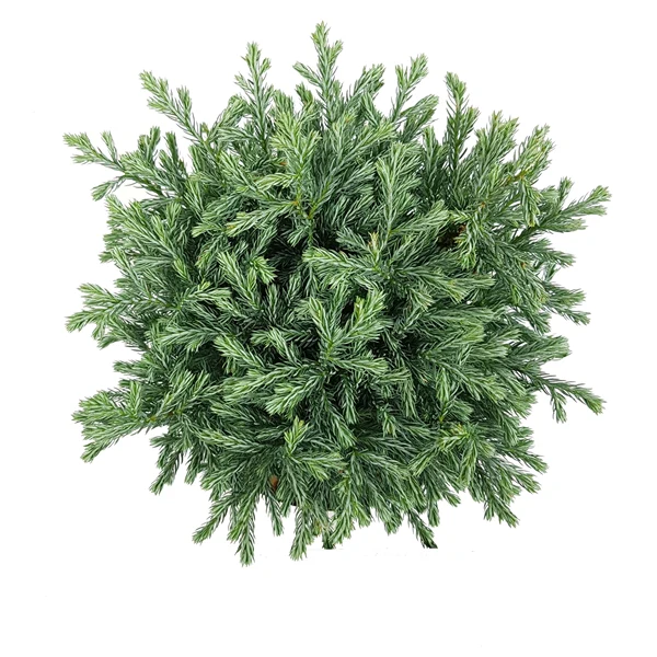 Chamaecyparis pisifera Blue Moon - Image 6