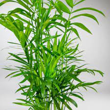 Chamaedorea elegans - Image 3