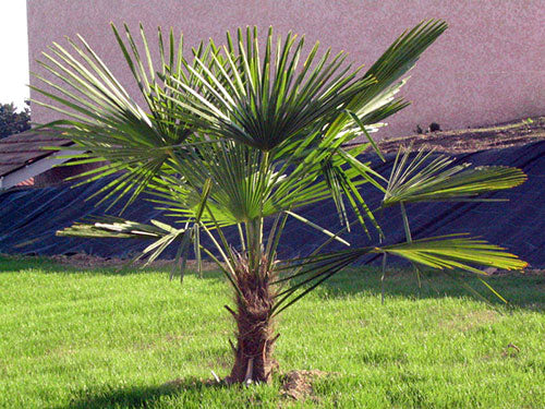CHAMAEROPS EXCELSA CLT 35  TRONCO 40 - 50 CM   STELO SING.