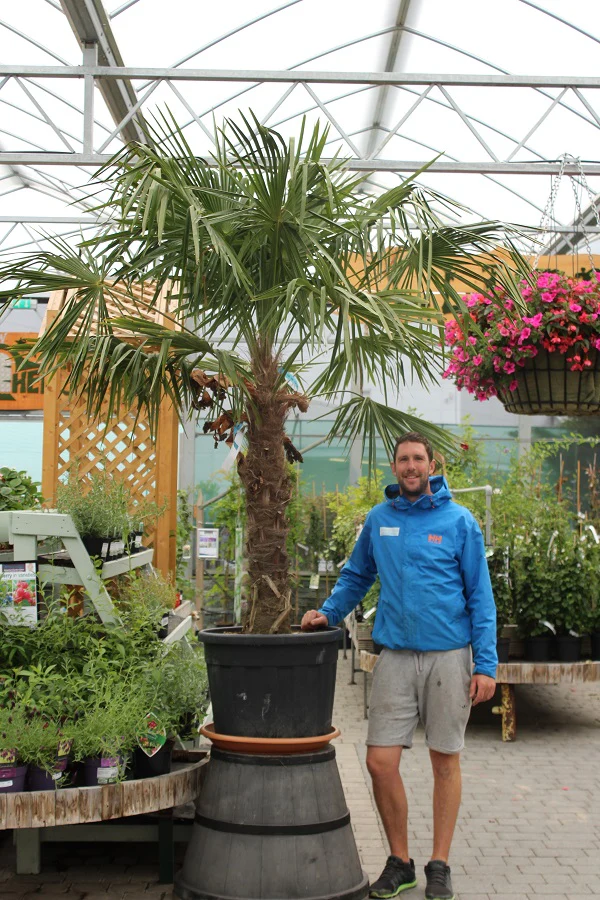 CHAMAEROPS EXCELSA CLT 50 / 90 TRONCO 100 - 120 CM STELO SING.