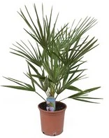 Chamaerops humilis