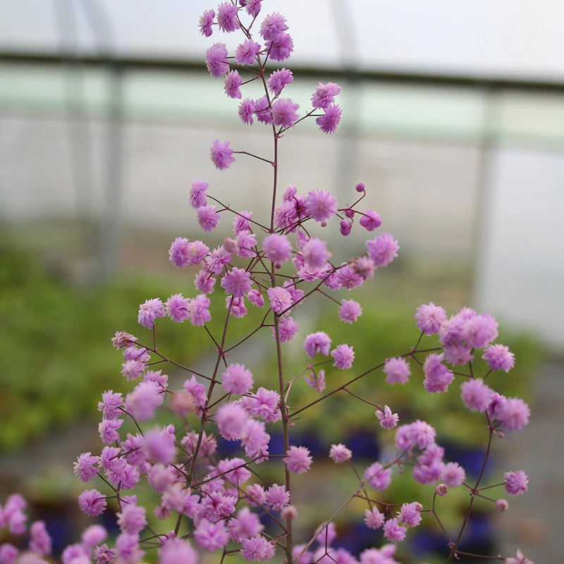 Chinese Meadow Rue Thalictrum Delavayi Hewitts Double (2Ltr Pot) - Image 3