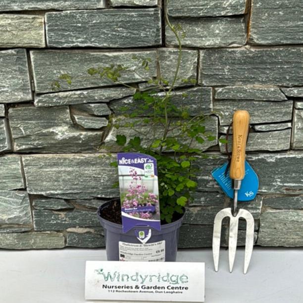 Chinese Meadow Rue Thalictrum Delavayi Hewitts Double (2Ltr Pot) - Image 4
