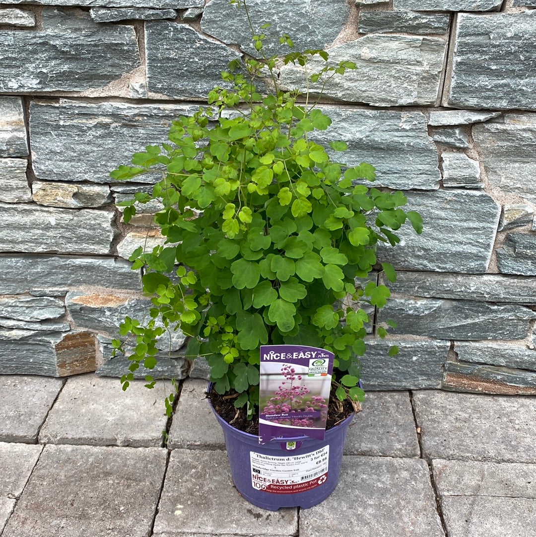 Chinese Meadow Rue Thalictrum Delavayi Hewitts Double (2Ltr Pot) - Image 5