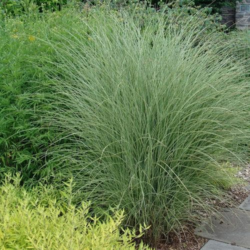 Chinese Silver Grass Miscanthus Sinensis Morning Light (3Ltr Pot) - Image 3