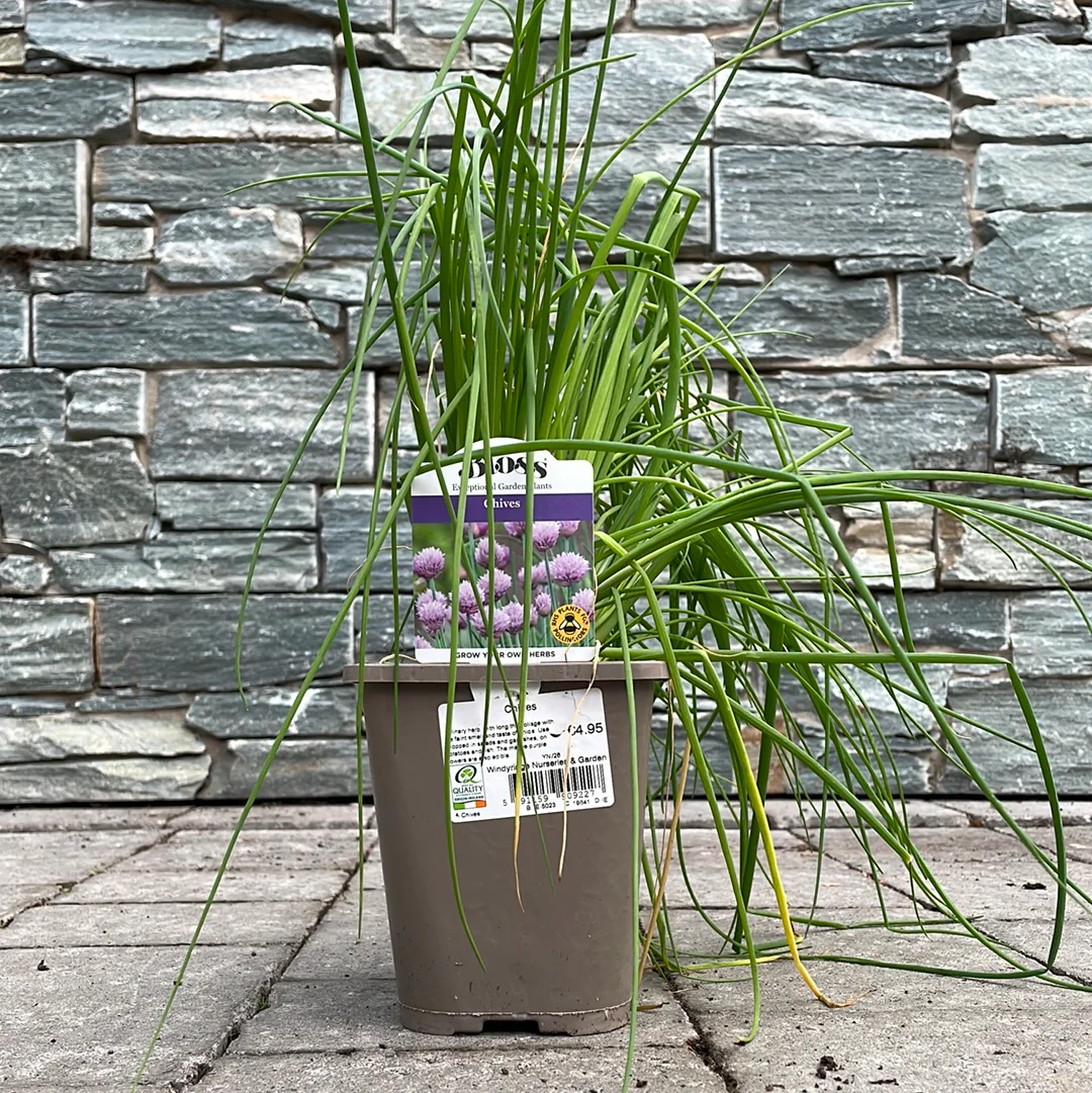 Chives - Image 2