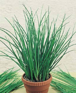 Chives - Image 2