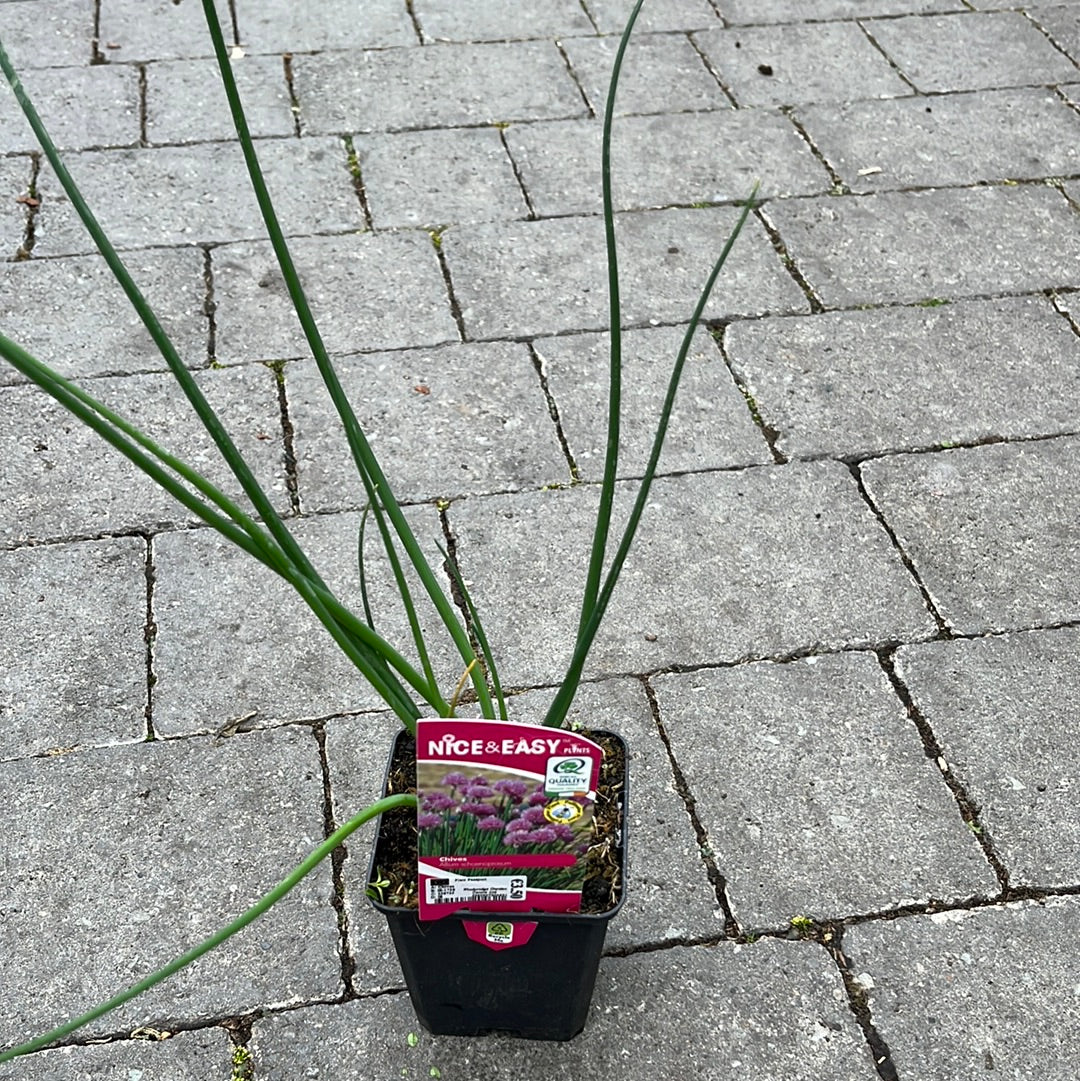 Chives - Image 3