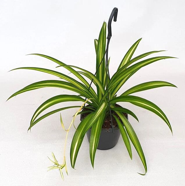 Chlorophytum com. 'Hawaiian Spider' 'Hawaian Spider' - Image 2