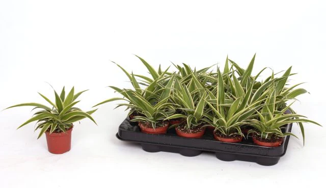 Chlorophytum com. Ocean 6 cm pot - Image 2