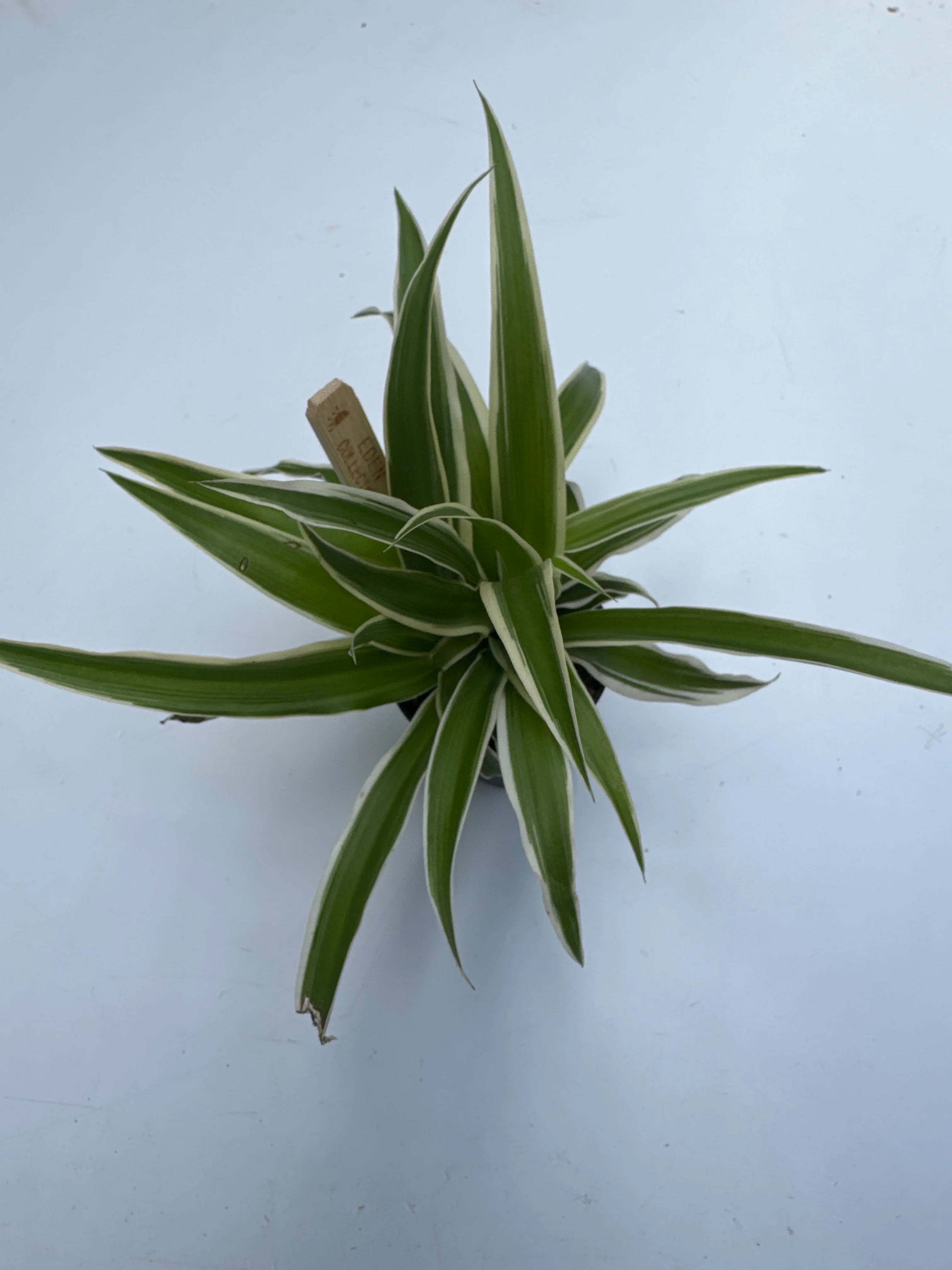 Chlorophytum com. Ocean 6 cm pot - Image 3