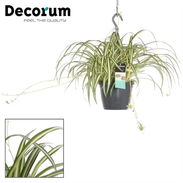 Chlorophytum com. Variegatum hanging pot