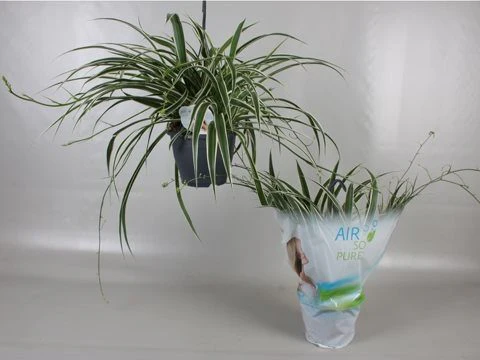 Chlorophytum com. Vittatum