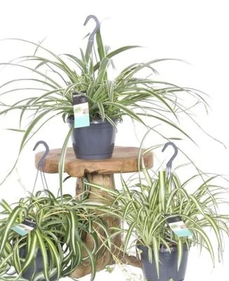Chlorophytum mix hanging pot - Image 2