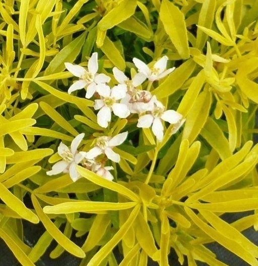 Choisya Goldfingers