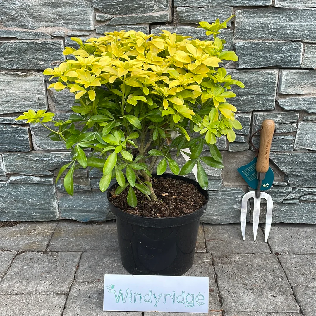 Choisya ternata Sundance