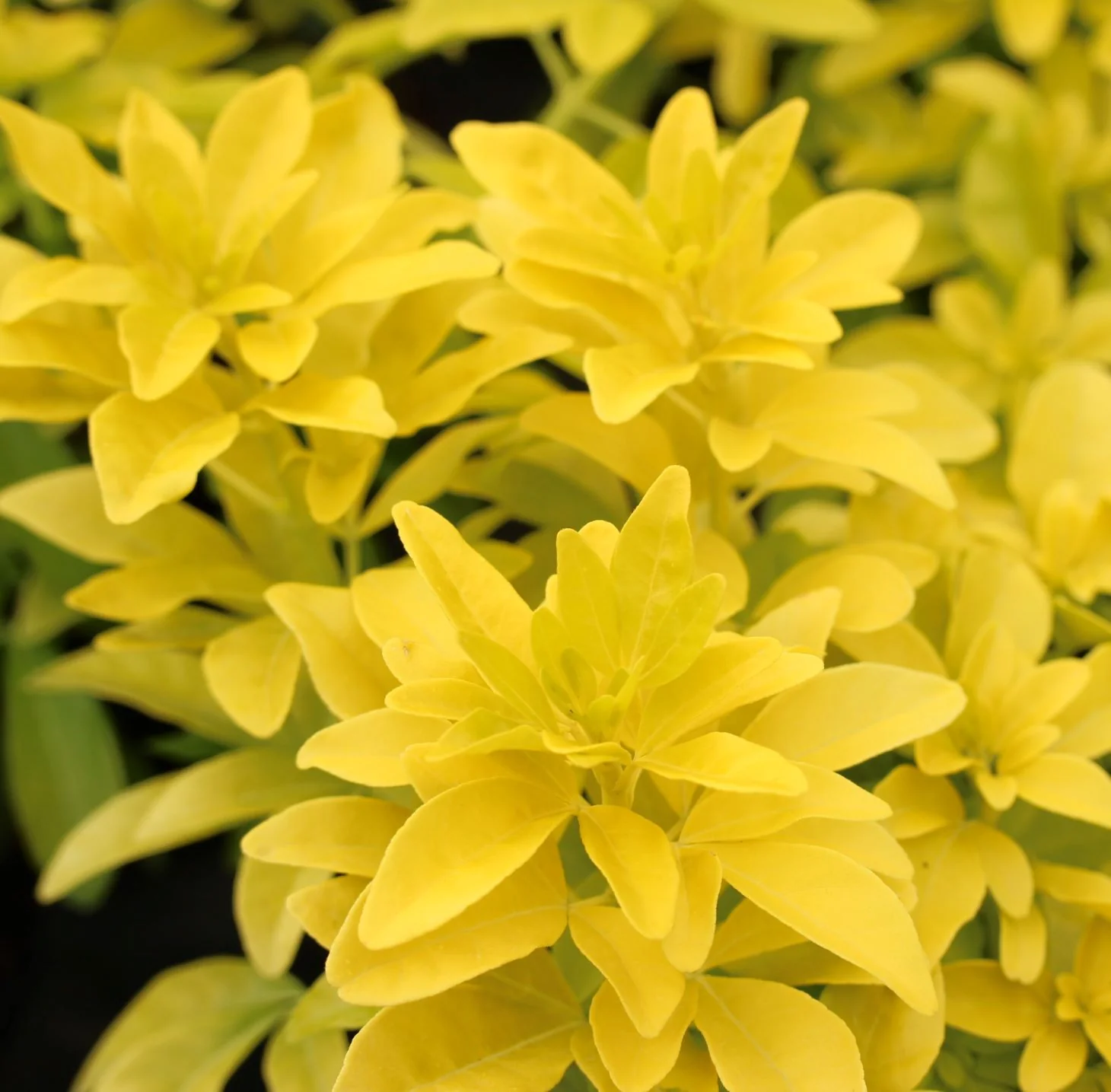 choisya ternata sundance - Image 2