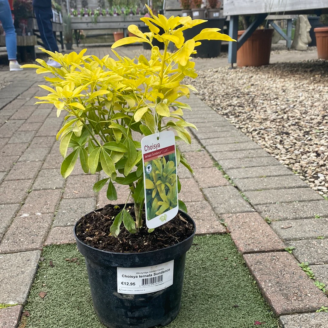 choisya ternata sundance - Image 3
