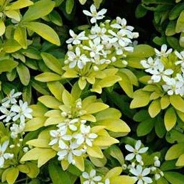 CHOISYA TERNATA SUNDANCE - Image 2