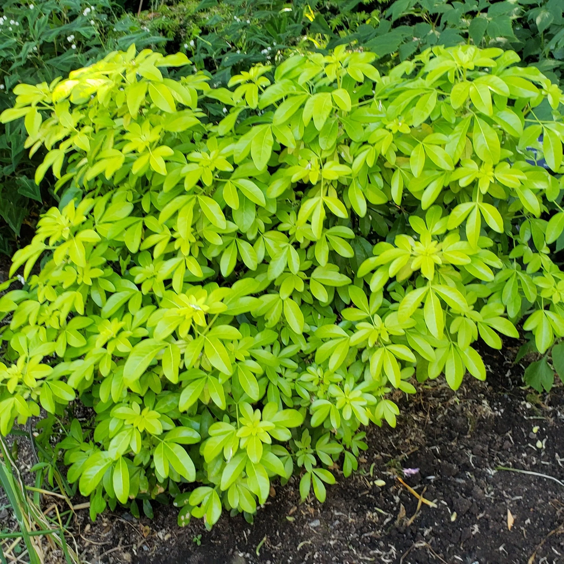Choisya ternata Sundance - Image 2