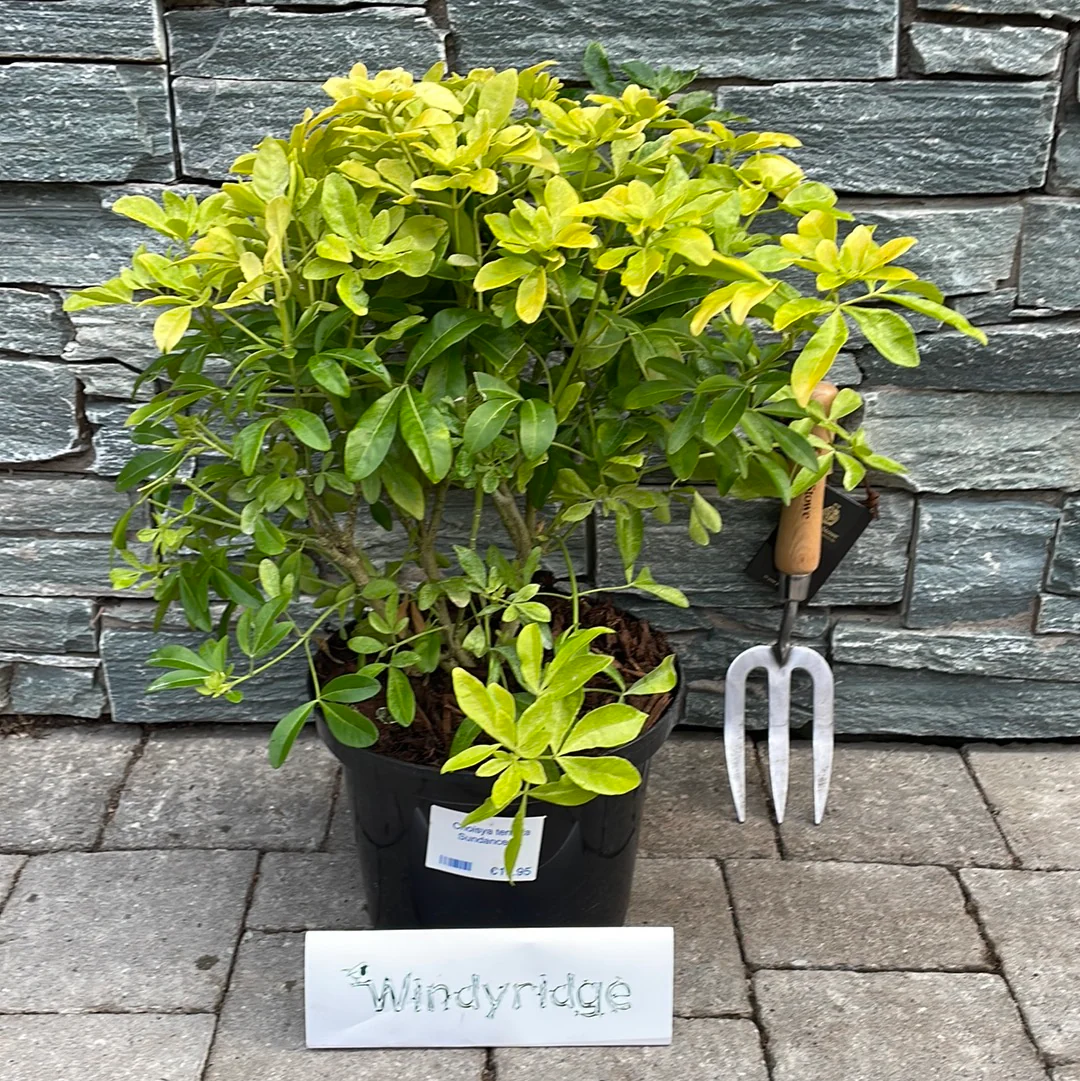 Choisya ternata Sundance - Image 3