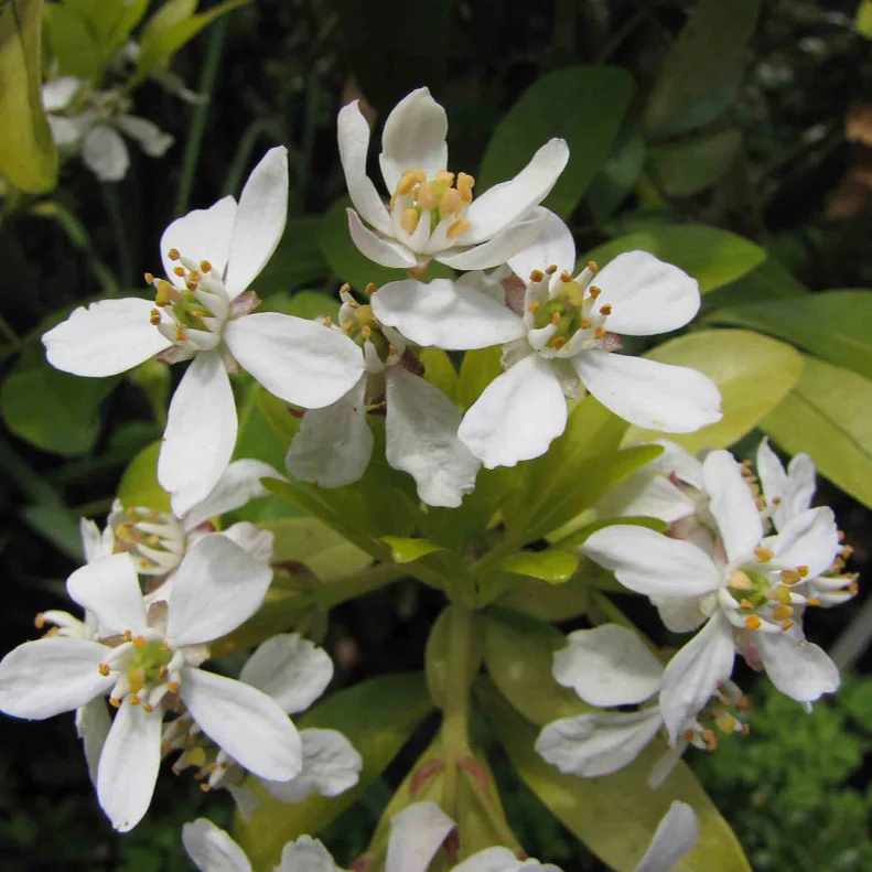 Choisya ternata Sundance - Image 4