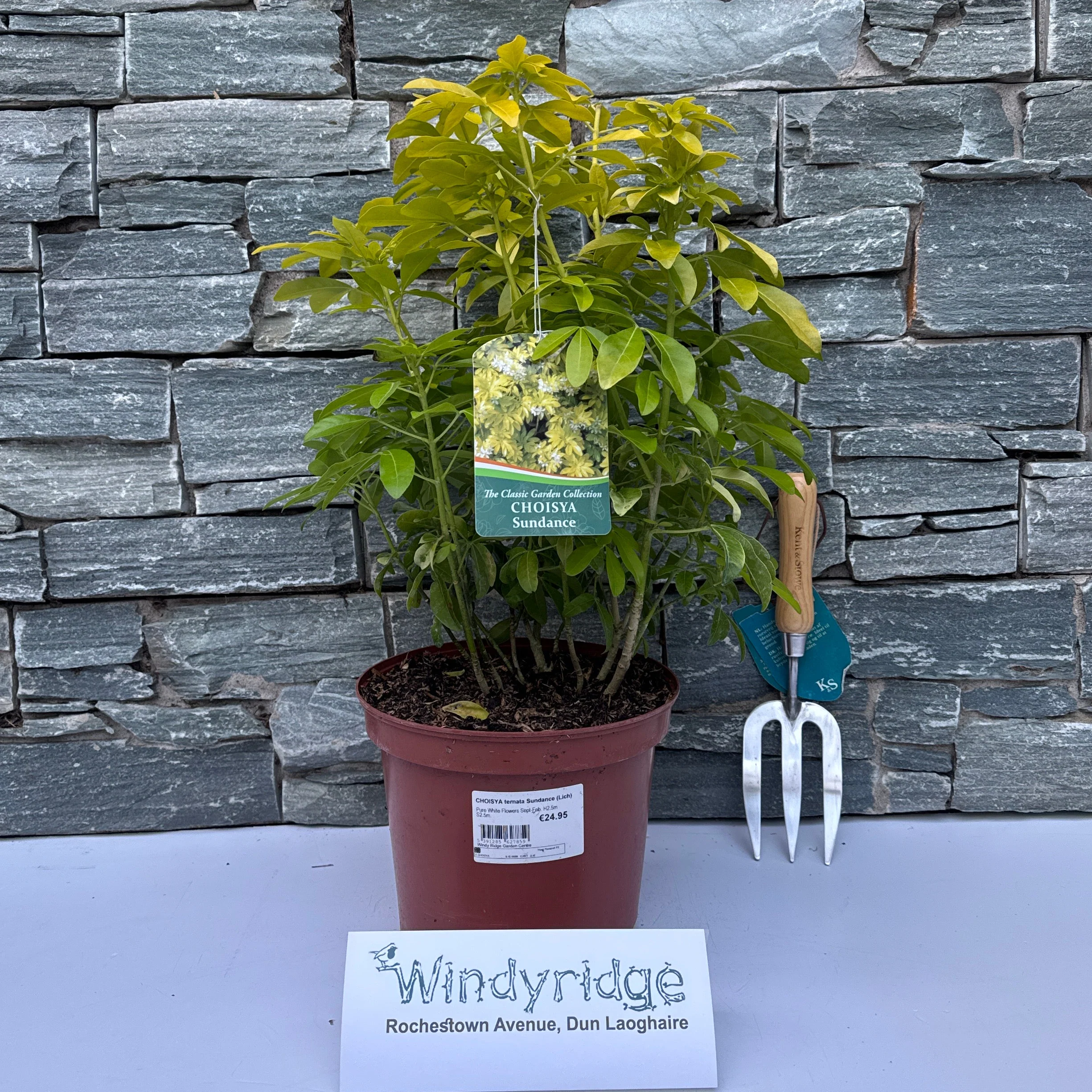 CHOISYA ternata Sundance (Lich)