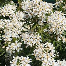 Choisya White Dazzler - Image 2
