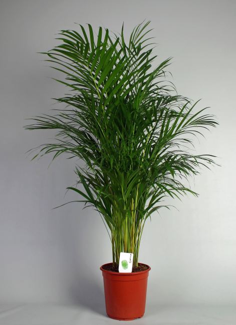 Chrysalidocarpus lutescens ... Areca