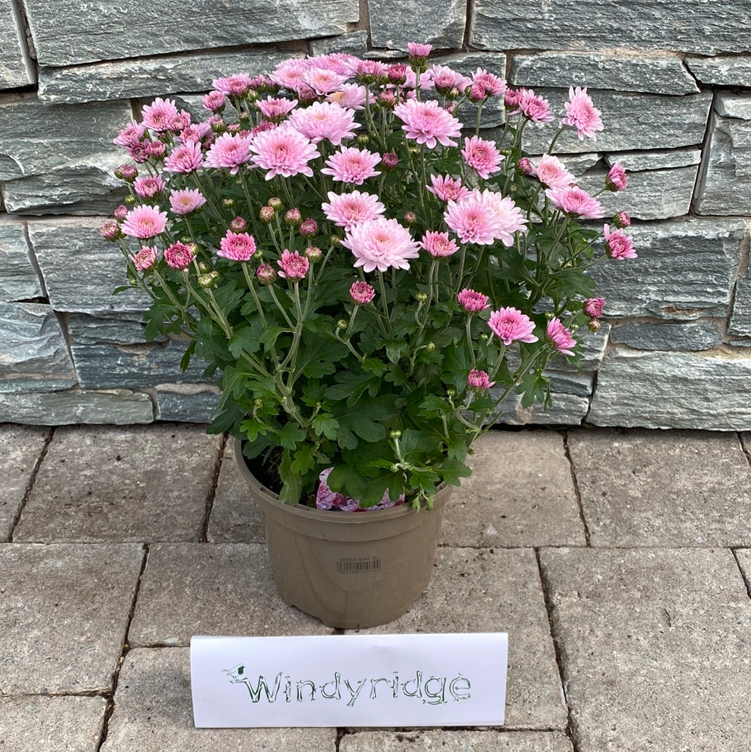 Chrysanthemum - Image 7