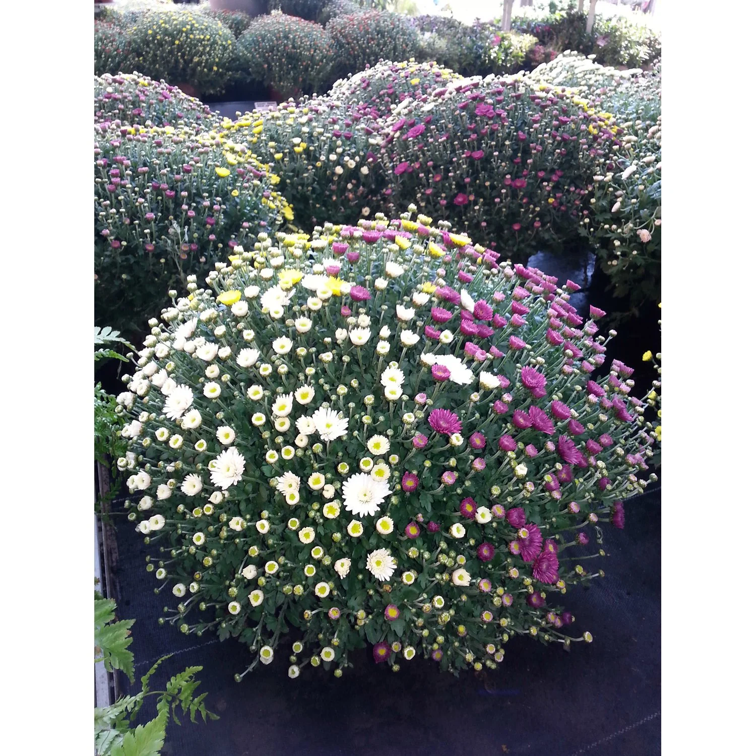 Chrysanthemum  Carnaval
