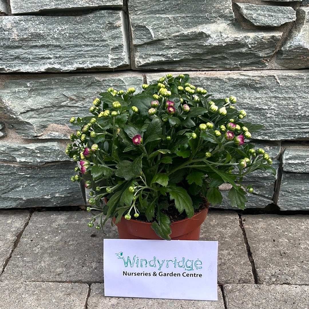 Chrysanthemum Carnaval (13cm Pot)