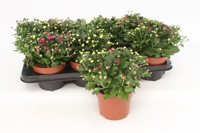 Chrysanthemum Carnaval (13cm Pot) - Image 2