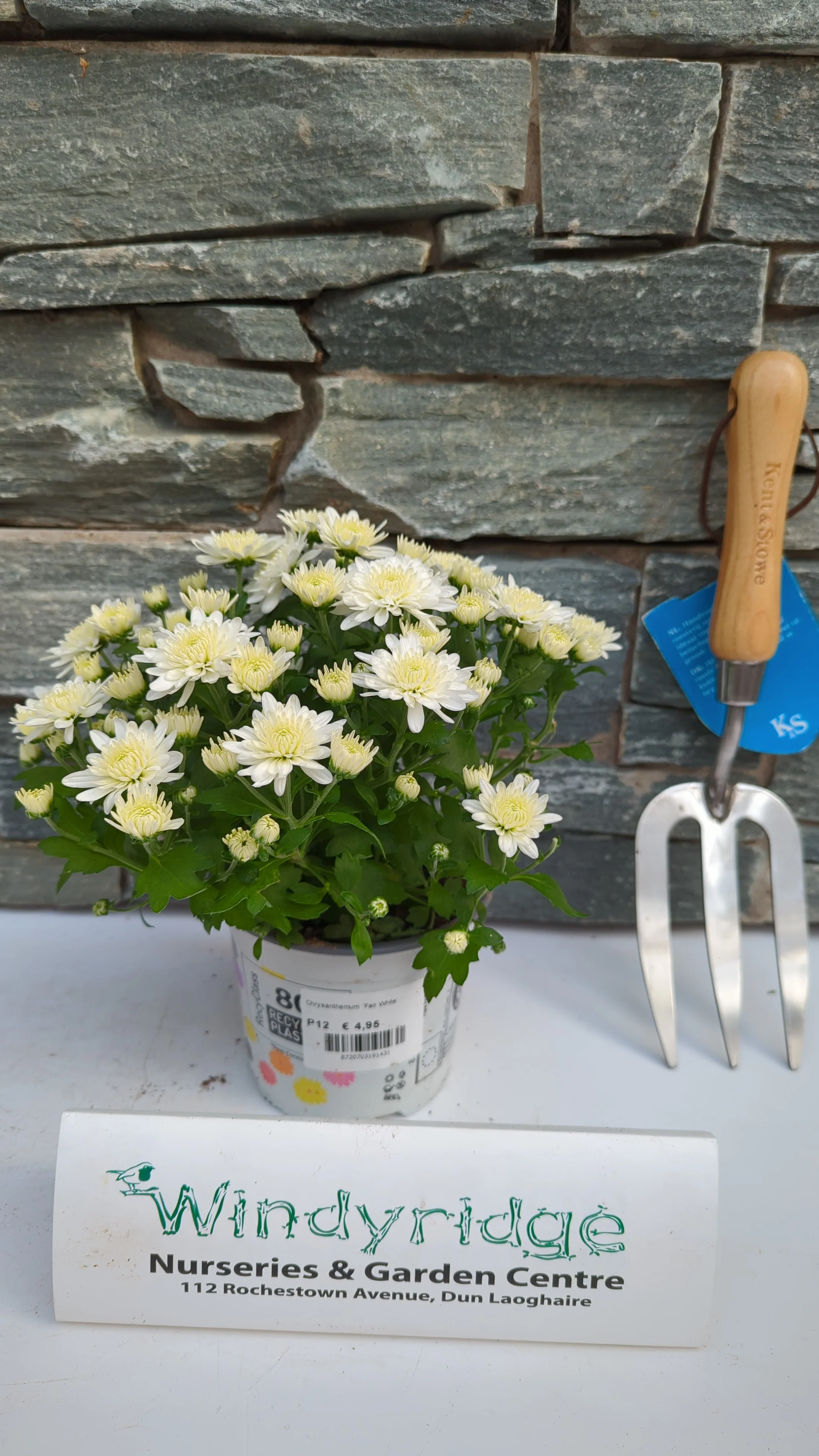 Chrysanthemum Fair White